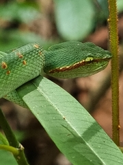 Tropidolaemus wagleri