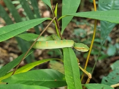 Tropidolaemus wagleri