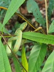 Tropidolaemus wagleri
