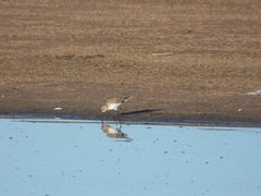 Calidris fuscicollis