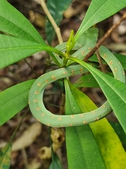 Tropidolaemus wagleri