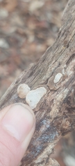 Truncospora wisconsinensis