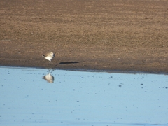 Calidris fuscicollis