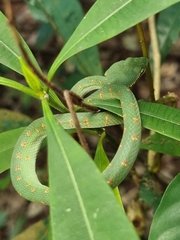 Tropidolaemus wagleri