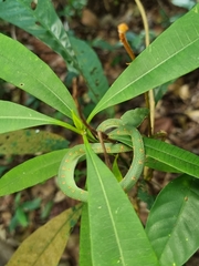 Tropidolaemus wagleri