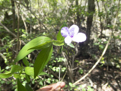 Mostuea brunonis