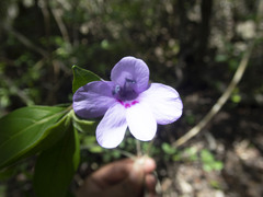 Mostuea brunonis