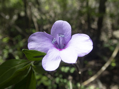 Mostuea brunonis