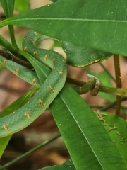 Tropidolaemus wagleri