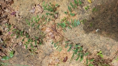 Indigofera vicioides