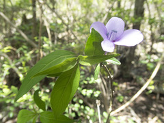Mostuea brunonis