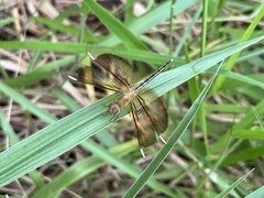 Neurothemis stigmatizans