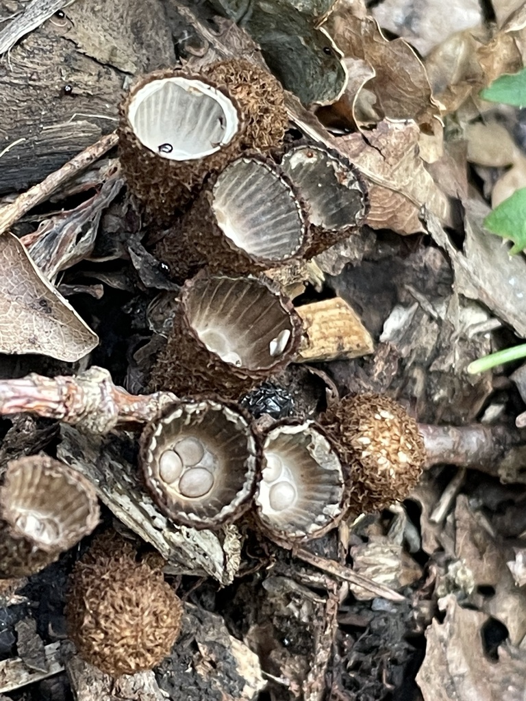 fluted bird's nest fungus from Auckland Domain, Auckland, Auckland, NZ