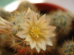 Mammillaria prolifera