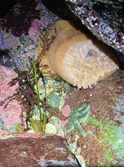 Leptasterias hexactis