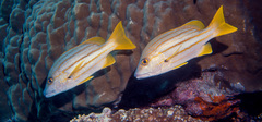 Lutjanus carponotatus