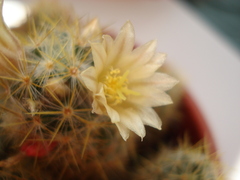 Mammillaria prolifera