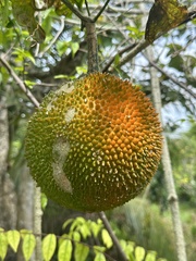 Momordica cochinchinensis