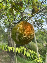 Momordica cochinchinensis