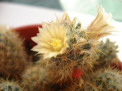 Mammillaria prolifera