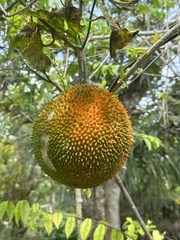 Momordica cochinchinensis