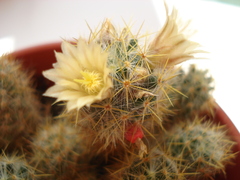 Mammillaria prolifera