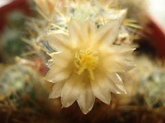 Mammillaria prolifera