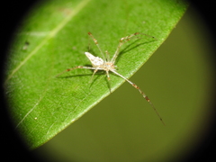 Meotipa pulcherrima