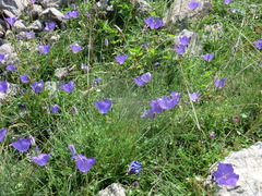 Campanula carpatica