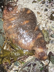 Apostichopus californicus