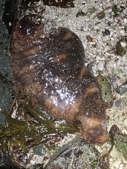 Apostichopus californicus