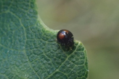 Serangium maculigerum