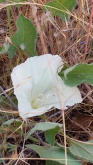 Calystegia collina