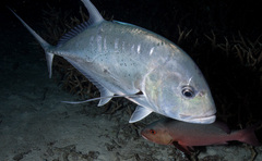 Caranx ignobilis