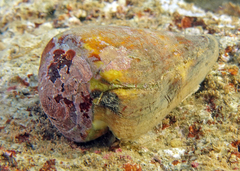 Conus vexillum