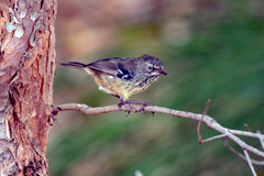 Sericornis maculatus