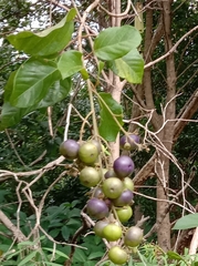 Gmelina leichhardtii