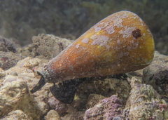 Conus vexillum