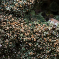 Squamarina cartilaginea