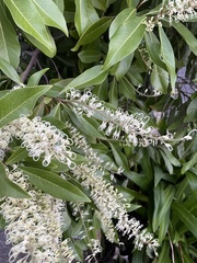 Buckinghamia celsissima