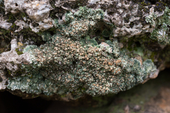 Squamarina cartilaginea