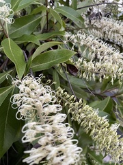 Buckinghamia celsissima