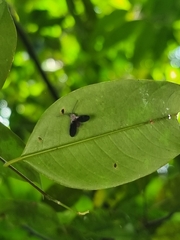 Drosicha