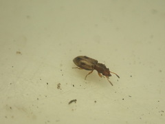 Salpingidae