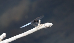 Crocothemis nigrifrons
