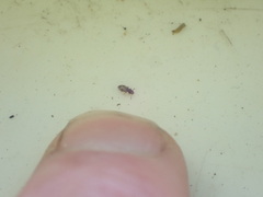 Salpingidae