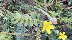 Tribulus taiwanense