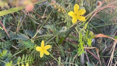 Tribulus taiwanense