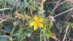 Tribulus taiwanense