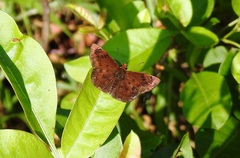 Eagris nottoana